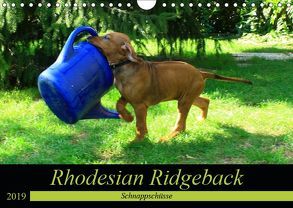 Rhodesian Ridgeback – Schnappschüsse – (Wandkalender 2019 DIN A4 quer) von Behrens,  Dagmar
