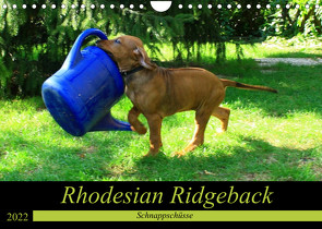 Rhodesian Ridgeback – Schnappschüsse – (Wandkalender 2022 DIN A4 quer) von Behrens,  Dagmar