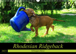 Rhodesian Ridgeback – Schnappschüsse – (Wandkalender 2023 DIN A3 quer) von Behrens,  Dagmar
