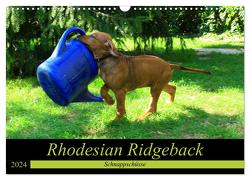Rhodesian Ridgeback – Schnappschüsse – (Wandkalender 2024 DIN A3 quer), CALVENDO Monatskalender von Behrens,  Dagmar
