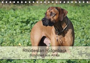Rhodesian Ridgeback Schönheit aus Afrika (Tischkalender 2018 DIN A5 quer) von Bodsch,  Birgit