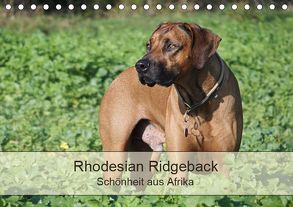 Rhodesian Ridgeback Schönheit aus Afrika (Tischkalender 2019 DIN A5 quer) von Bodsch,  Birgit