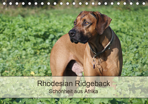 Rhodesian Ridgeback Schönheit aus Afrika (Tischkalender 2020 DIN A5 quer) von Bodsch,  Birgit