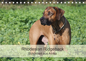 Rhodesian Ridgeback Schönheit aus Afrika (Tischkalender 2022 DIN A5 quer) von Bodsch,  Birgit