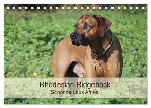 Rhodesian Ridgeback Schönheit aus Afrika (Tischkalender 2024 DIN A5 quer), CALVENDO Monatskalender von Bodsch,  Birgit