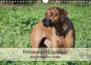 Rhodesian Ridgeback Schönheit aus Afrika (Wandkalender 2018 DIN A4 quer) von Bodsch,  Birgit