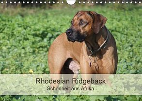 Rhodesian Ridgeback Schönheit aus Afrika (Wandkalender 2019 DIN A4 quer) von Bodsch,  Birgit
