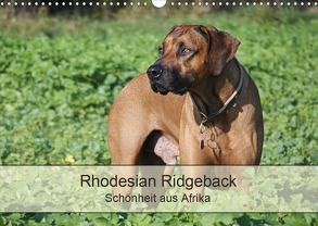 Rhodesian Ridgeback Schönheit aus Afrika (Wandkalender 2020 DIN A3 quer) von Bodsch,  Birgit