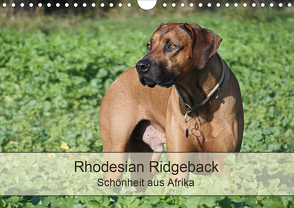 Rhodesian Ridgeback Schönheit aus Afrika (Wandkalender 2020 DIN A4 quer) von Bodsch,  Birgit