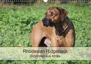 Rhodesian Ridgeback Schönheit aus Afrika (Wandkalender 2021 DIN A3 quer) von Bodsch,  Birgit