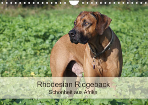 Rhodesian Ridgeback Schönheit aus Afrika (Wandkalender 2022 DIN A4 quer) von Bodsch,  Birgit