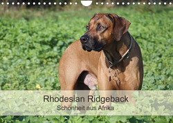 Rhodesian Ridgeback Schönheit aus Afrika (Wandkalender 2023 DIN A4 quer) von Bodsch,  Birgit