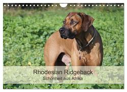 Rhodesian Ridgeback Schönheit aus Afrika (Wandkalender 2024 DIN A4 quer), CALVENDO Monatskalender von Bodsch,  Birgit