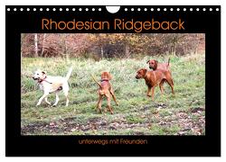 Rhodesian Ridgeback unterwegs mit Freunden (Wandkalender 2024 DIN A4 quer), CALVENDO Monatskalender von Behrens,  Dagmar