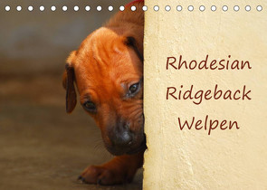 Rhodesian Ridgeback Welpen (Tischkalender 2023 DIN A5 quer) von van Wyk,  Anke