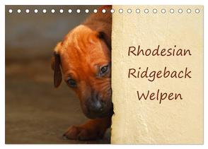 Rhodesian Ridgeback Welpen (Tischkalender 2024 DIN A5 quer), CALVENDO Monatskalender von van Wyk,  Anke
