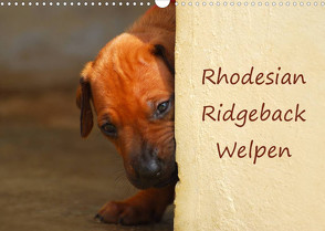 Rhodesian Ridgeback Welpen (Wandkalender 2023 DIN A3 quer) von van Wyk,  Anke