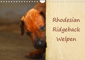 Rhodesian Ridgeback Welpen (Wandkalender 2023 DIN A4 quer) von van Wyk,  Anke