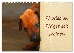 Rhodesian Ridgeback Welpen (Wandkalender 2024 DIN A3 quer), CALVENDO Monatskalender von van Wyk,  Anke