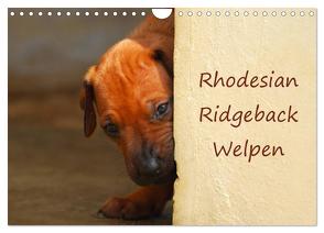 Rhodesian Ridgeback Welpen (Wandkalender 2024 DIN A4 quer), CALVENDO Monatskalender von van Wyk,  Anke