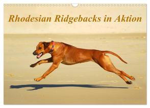 Rhodesian Ridgebacks in Aktion (Wandkalender 2024 DIN A3 quer), CALVENDO Monatskalender von van Wyk - www.germanpix.net,  Anke