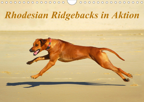 Rhodesian Ridgebacks in AktionAT-Version (Wandkalender 2021 DIN A4 quer) von van Wyk - www.germanpix.net,  Anke