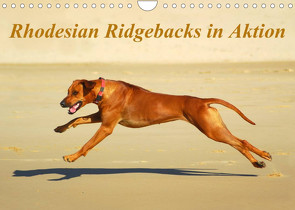 Rhodesian Ridgebacks in AktionAT-Version (Wandkalender 2022 DIN A4 quer) von van Wyk - www.germanpix.net,  Anke