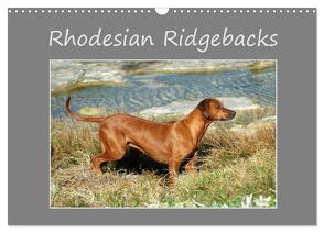 Rhodesian Ridgebacks (Wandkalender 2024 DIN A3 quer), CALVENDO Monatskalender von van Wyk - www.germanpix.net,  Anke