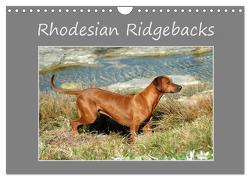 Rhodesian Ridgebacks (Wandkalender 2024 DIN A4 quer), CALVENDO Monatskalender von van Wyk - www.germanpix.net,  Anke