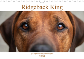 Ridgeback King (Wandkalender 2020 DIN A4 quer) von Sölter,  Julia
