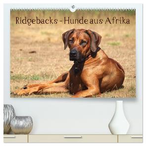 Ridgebacks – Hunde aus Afrika (hochwertiger Premium Wandkalender 2024 DIN A2 quer), Kunstdruck in Hochglanz von Bodsch,  Birgit
