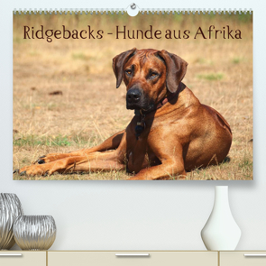 Ridgebacks – Hunde aus Afrika (Premium, hochwertiger DIN A2 Wandkalender 2023, Kunstdruck in Hochglanz) von Bodsch,  Birgit