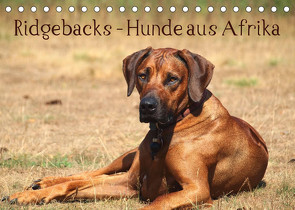 Ridgebacks – Hunde aus Afrika (Tischkalender 2023 DIN A5 quer) von Bodsch,  Birgit