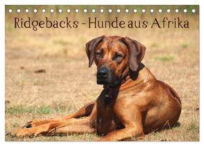 Ridgebacks – Hunde aus Afrika (Tischkalender 2024 DIN A5 quer), CALVENDO Monatskalender von Bodsch,  Birgit