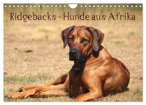 Ridgebacks – Hunde aus Afrika (Wandkalender 2024 DIN A4 quer), CALVENDO Monatskalender von Bodsch,  Birgit