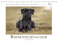 Riesenschnauzer – Partner fürs Leben (Tischkalender 2023 DIN A5 quer) von Wrede - Wredefotografie,  Martina
