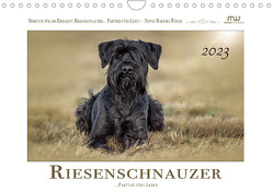 Riesenschnauzer – Partner fürs Leben (Wandkalender 2023 DIN A4 quer) von Wrede - Wredefotografie,  Martina