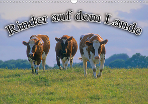 Rinder auf dem Lande (Wandkalender 2021 DIN A3 quer) von Geduldig,  Bildagentur