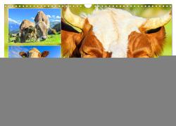 Rindvieh auf der Alm. Kühe im Bergsommer (Wandkalender 2024 DIN A3 quer), CALVENDO Monatskalender von Hurley,  Rose