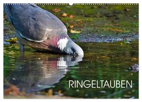 Ringeltauben (Wandkalender 2024 DIN A2 quer), CALVENDO Monatskalender von Jäger,  Anette