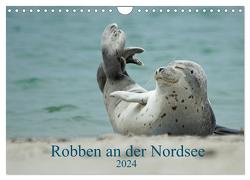 Robben an der Nordsee (Wandkalender 2024 DIN A4 quer), CALVENDO Monatskalender von Fornal,  Martina
