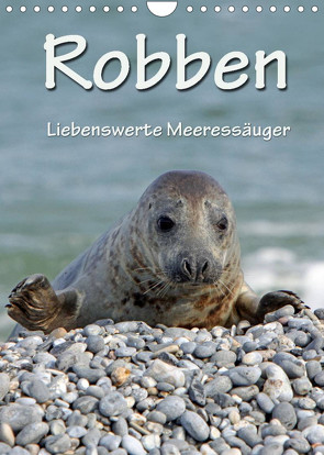 Robben (Wandkalender 2022 DIN A4 hoch) von Berg,  Martina