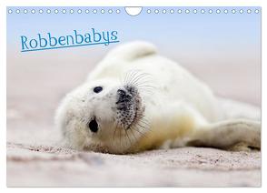 Robbenbabys (Wandkalender 2024 DIN A4 quer), CALVENDO Monatskalender von Sturm,  Jenny