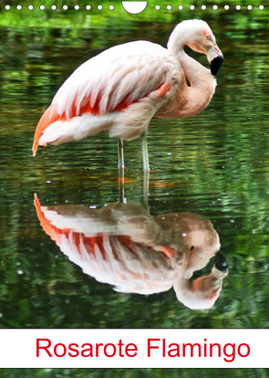 Rosarote Flamingo (Wandkalender 2022 DIN A4 hoch) von kattobello