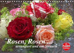Rosen, Rosen … arrangiert und am Strauch (Wandkalender 2023 DIN A4 quer) von Kruse,  Gisela