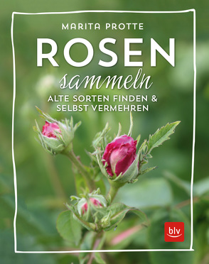 Rosen sammeln von Protte,  Marita