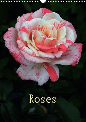 Roses (Posterbuch DIN A3 hoch) von Marx,  Andrea