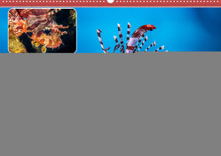 Rot Feuer Fisch (Wandkalender 2024 DIN A2 quer) von Gödecke,  Dieter