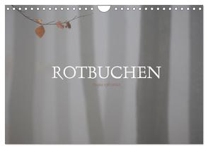 Rotbuchen (Wandkalender 2024 DIN A4 quer), CALVENDO Monatskalender von Weise,  Ralf