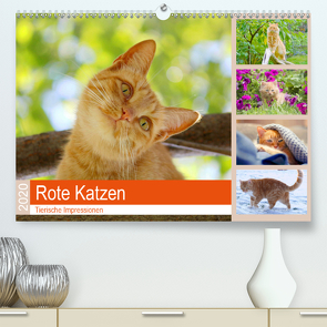 Rote Katzen 2020. Tierische Impressionen (Premium, hochwertiger DIN A2 Wandkalender 2020, Kunstdruck in Hochglanz) von Lehmann (Hrsg.),  Steffani